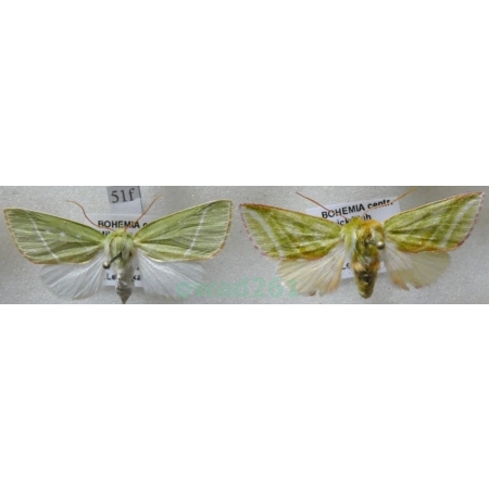 Pseudoips prasinana (Linnaeus, 1758) pair Zielonka ukośnica Czech51f